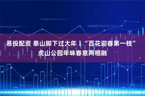 易投配资 泰山脚下过大年丨“百花迎春第一枝” 虎山公园年味春意两相融